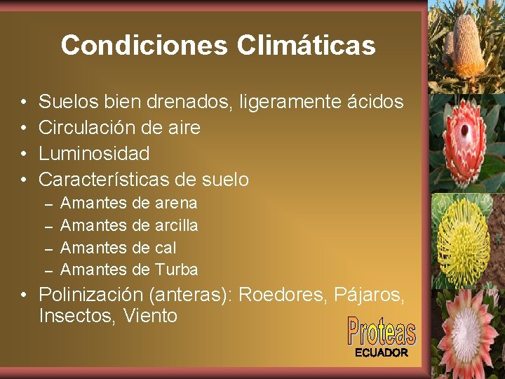 Condiciones Climáticas • • Suelos bien drenados, ligeramente ácidos Circulación de aire Luminosidad Características