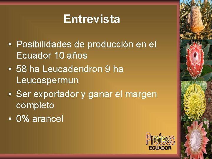 Entrevista • Posibilidades de producción en el Ecuador 10 años • 58 ha Leucadendron