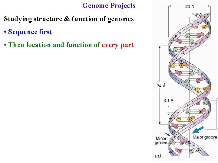 Genome Projects Studying structure & function of genomes • Sequence first • Then location