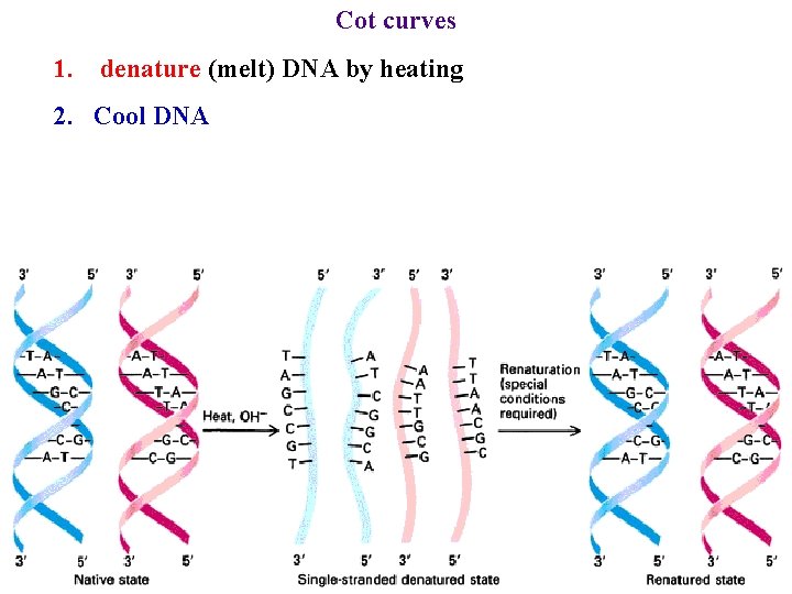 Cot curves 1. denature (melt) DNA by heating 2. Cool DNA 