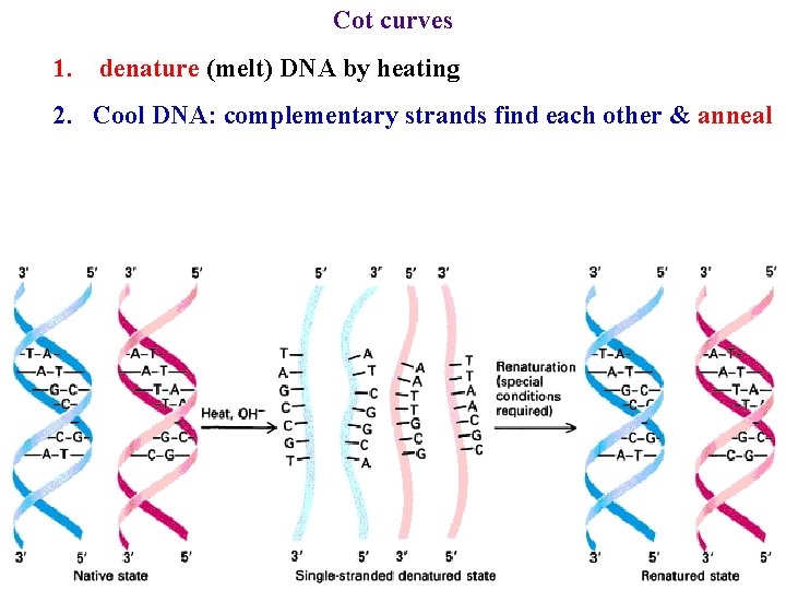 Cot curves 1. denature (melt) DNA by heating 2. Cool DNA: complementary strands find