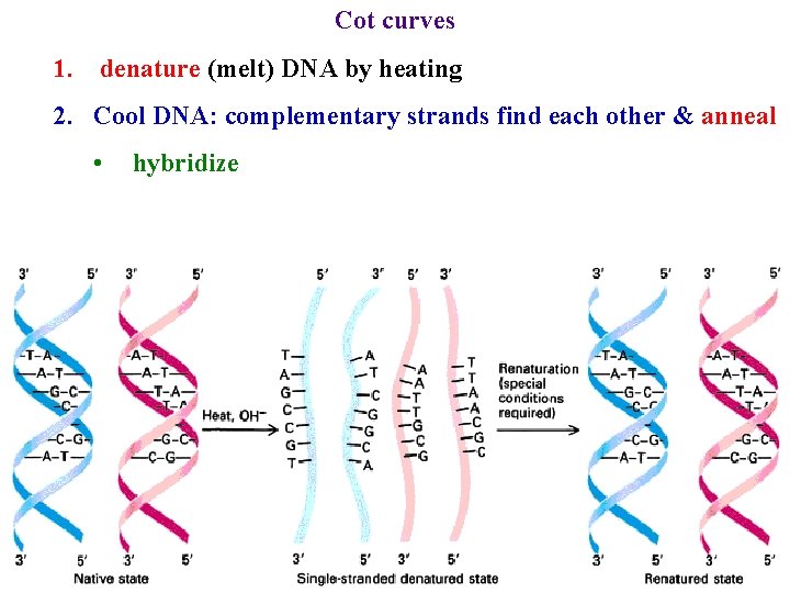 Cot curves 1. denature (melt) DNA by heating 2. Cool DNA: complementary strands find