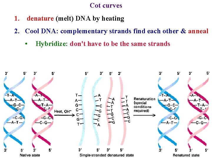 Cot curves 1. denature (melt) DNA by heating 2. Cool DNA: complementary strands find