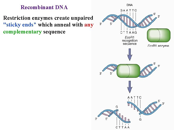 Recombinant DNA Restriction enzymes create unpaired "sticky ends” which anneal with any complementary sequence