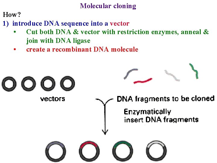 Molecular cloning How? 1) introduce DNA sequence into a vector • Cut both DNA