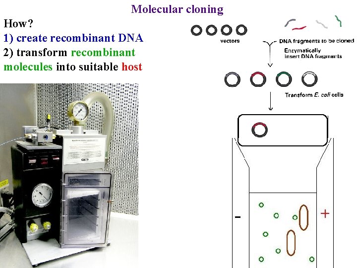 Molecular cloning How? 1) create recombinant DNA 2) transform recombinant molecules into suitable host