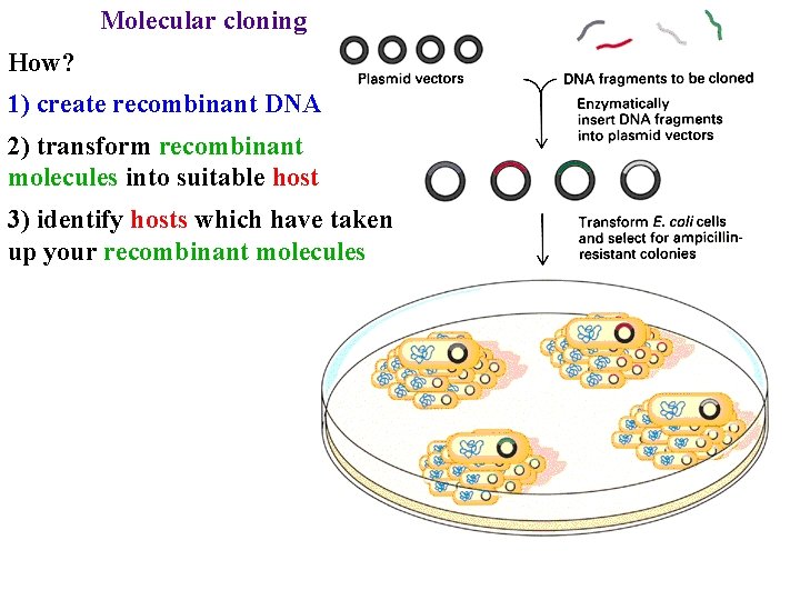 Molecular cloning How? 1) create recombinant DNA 2) transform recombinant molecules into suitable host