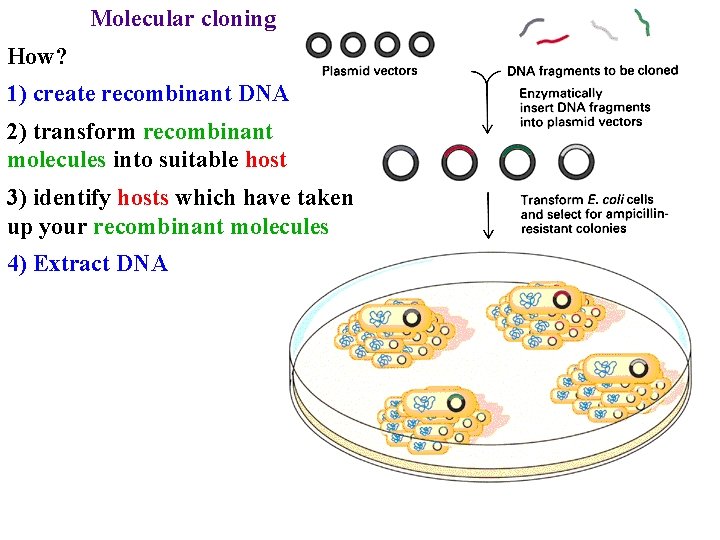 Molecular cloning How? 1) create recombinant DNA 2) transform recombinant molecules into suitable host