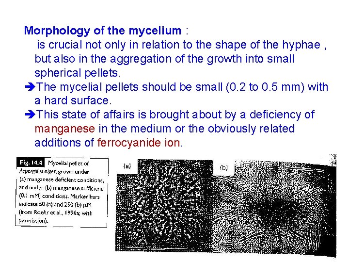 Morphology of the mycelium : is crucial not only in relation to the shape