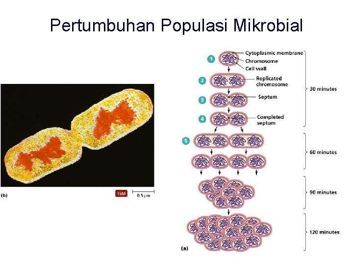 Pertumbuhan Populasi Mikrobial 