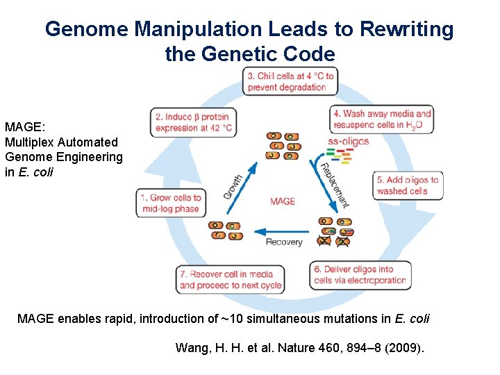 Genome Manipulation Leads to Rewriting the Genetic Code MAGE: Multiplex Automated Genome Engineering in