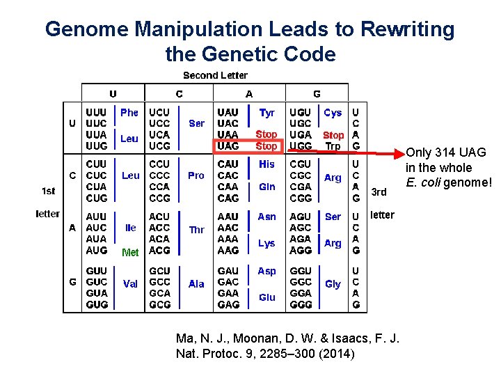 Genome Manipulation Leads to Rewriting the Genetic Code Only 314 UAG in the whole