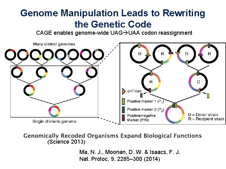 Genome Manipulation Leads to Rewriting the Genetic Code CAGE enables genome-wide UAG UAA codon