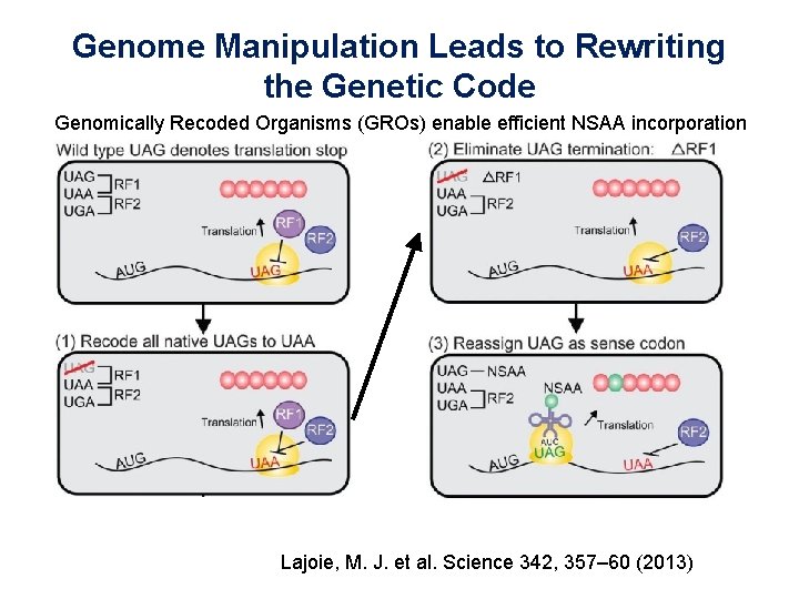 Genome Manipulation Leads to Rewriting the Genetic Code Genomically Recoded Organisms (GROs) enable efficient