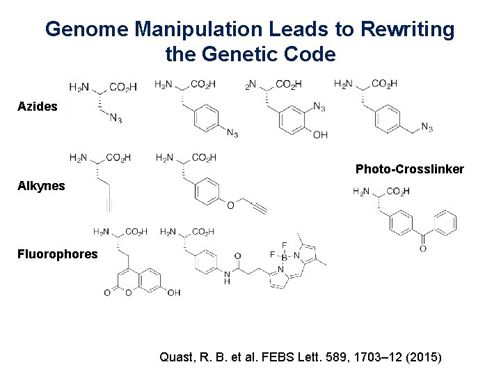 Genome Manipulation Leads to Rewriting the Genetic Code Azides Photo-Crosslinker Alkynes Fluorophores Quast, R.