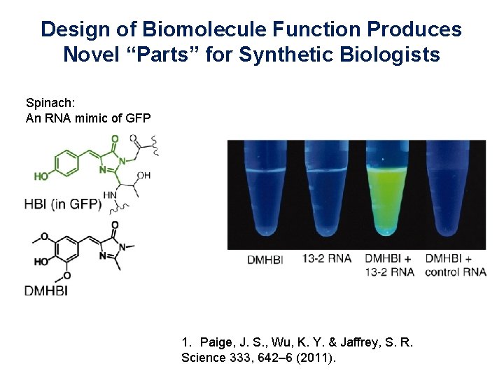 Design of Biomolecule Function Produces Novel “Parts” for Synthetic Biologists Spinach: An RNA mimic