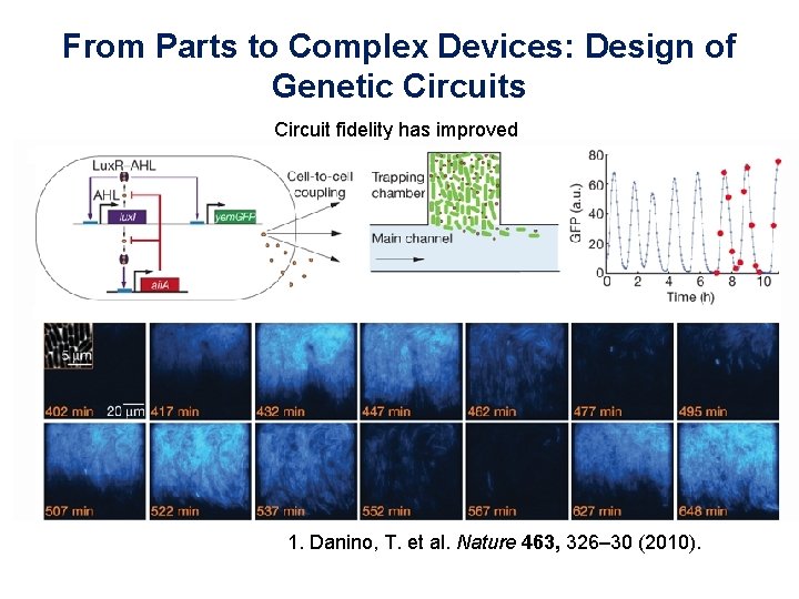From Parts to Complex Devices: Design of Genetic Circuits Circuit fidelity has improved 1.