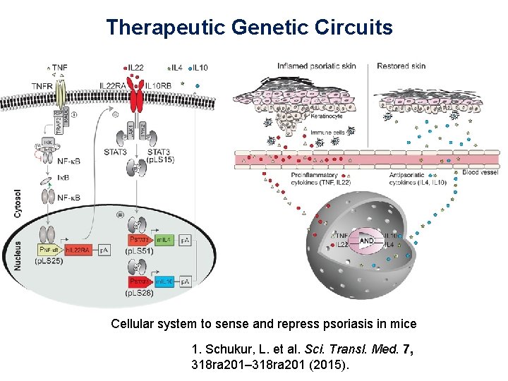 Therapeutic Genetic Circuits Cellular system to sense and repress psoriasis in mice 1. Schukur,