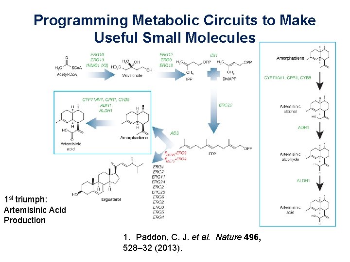 Programming Metabolic Circuits to Make Useful Small Molecules 1 st triumph: Artemisinic Acid Production