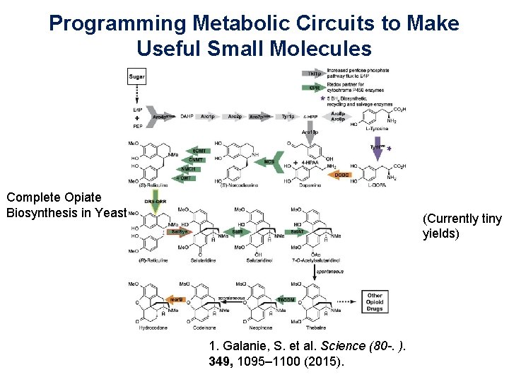 Programming Metabolic Circuits to Make Useful Small Molecules Complete Opiate Biosynthesis in Yeast (Currently