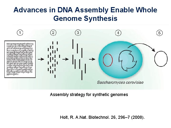 Advances in DNA Assembly Enable Whole Genome Synthesis Assembly strategy for synthetic genomes Holt,