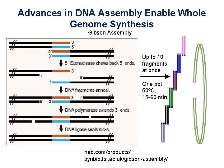 Advances in DNA Assembly Enable Whole Genome Synthesis Gibson Assembly Up to 10 fragments