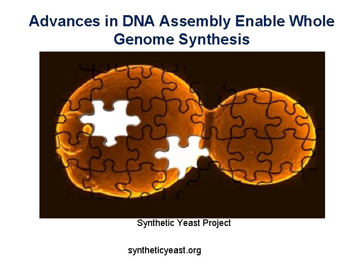 Advances in DNA Assembly Enable Whole Genome Synthesis Synthetic Yeast Project syntheticyeast. org 