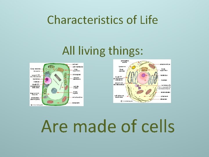 Characteristics of Life All living things: Are made of cells 