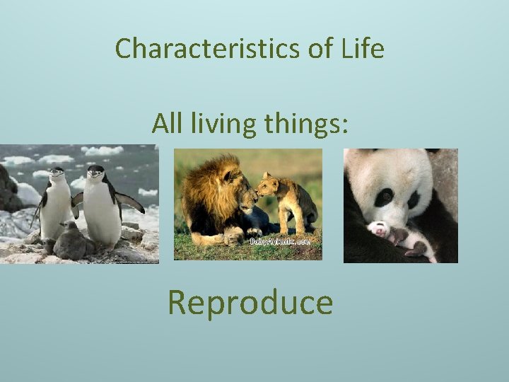 Characteristics of Life All living things: Reproduce 