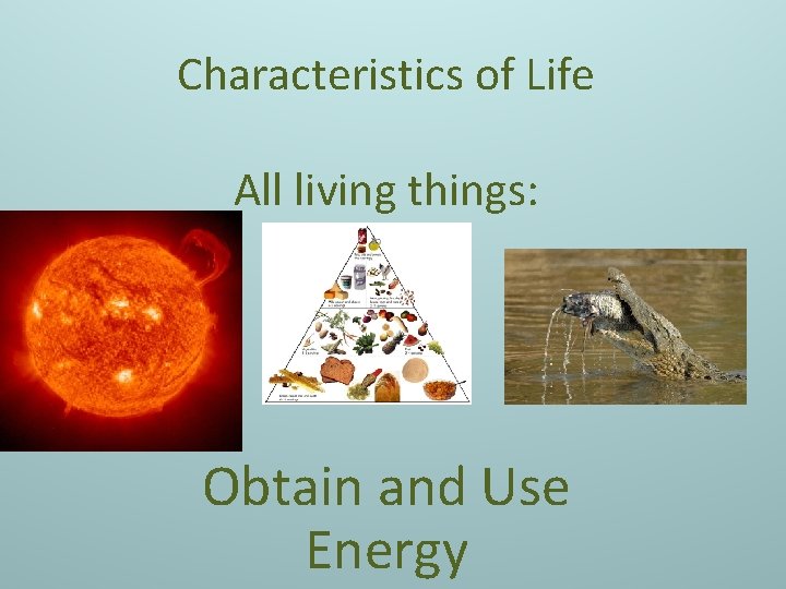 Characteristics of Life All living things: Obtain and Use Energy 