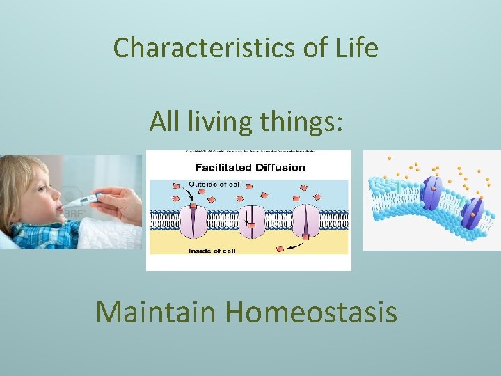 Characteristics of Life All living things: Maintain Homeostasis 
