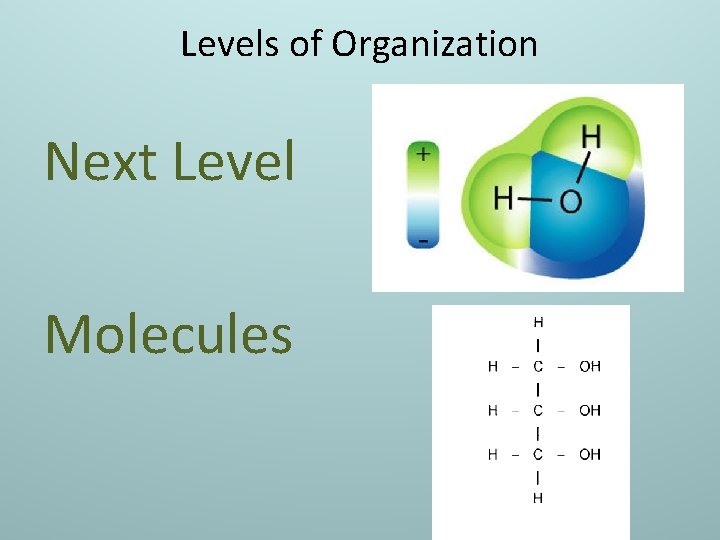 Levels of Organization Next Level Molecules 