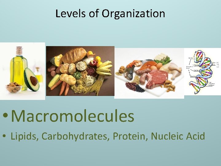 Levels of Organization • Macromolecules • Lipids, Carbohydrates, Protein, Nucleic Acid 