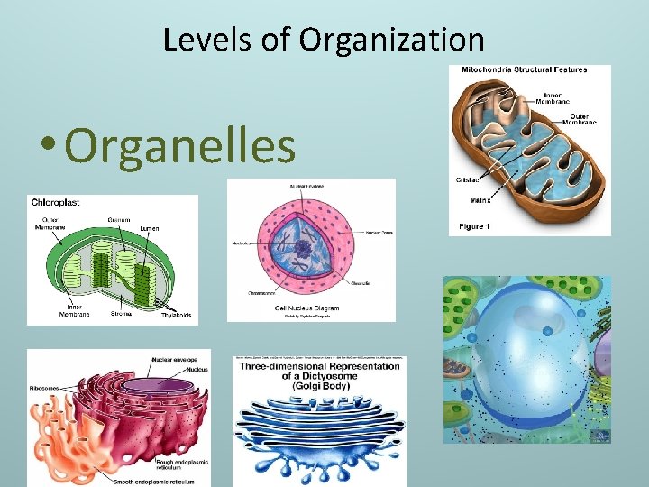 Levels of Organization • Organelles 