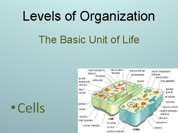 Levels of Organization The Basic Unit of Life • Cells 