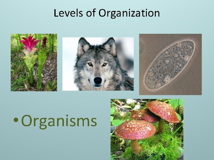 Levels of Organization • Organisms 