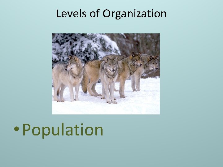 Levels of Organization • Population 