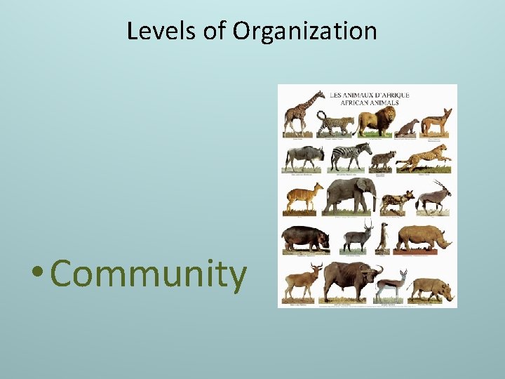 Levels of Organization • Community 