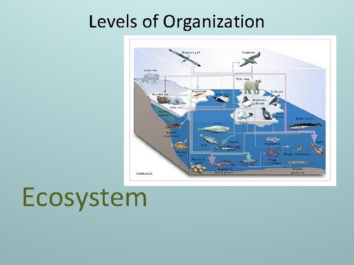 Levels of Organization Ecosystem 