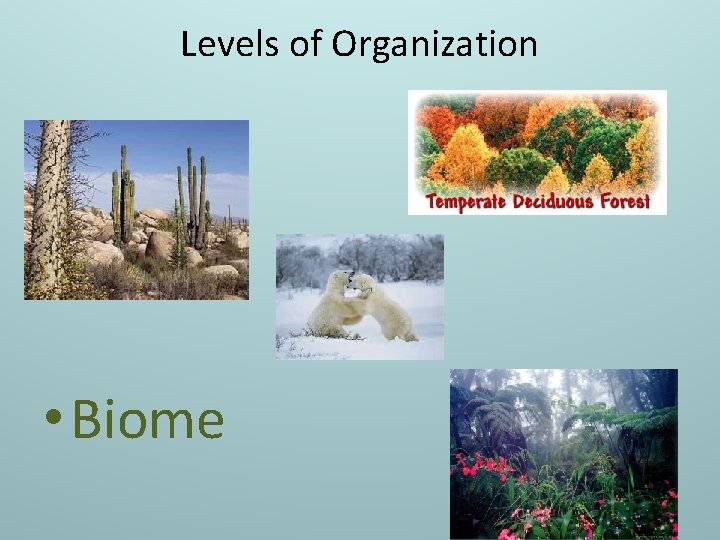 Levels of Organization • Biome 