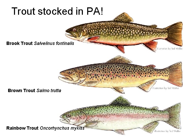 Trout stocked in PA! Brook Trout Salvelinus fontinalis Brown Trout Salmo trutta Rainbow Trout