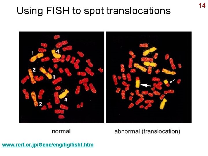 Using FISH to spot translocations www. rerf. or. jp/Gene/eng/fishf. htm 14 
