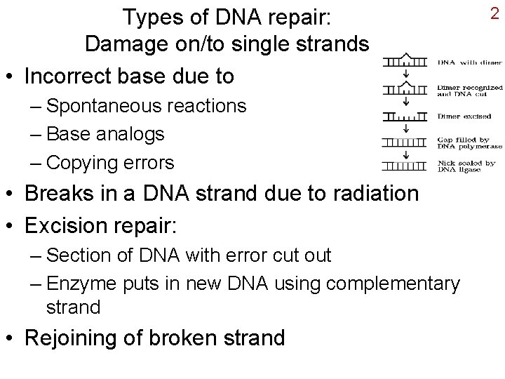 Types of DNA repair: Damage on/to single strands • Incorrect base due to –