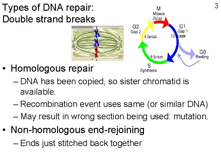 Types of DNA repair: Double strand breaks • Homologous repair – DNA has been