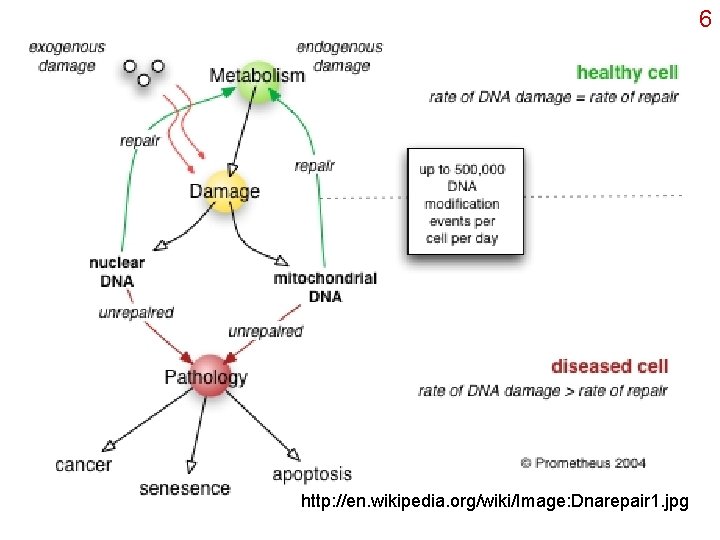 6 http: //en. wikipedia. org/wiki/Image: Dnarepair 1. jpg 