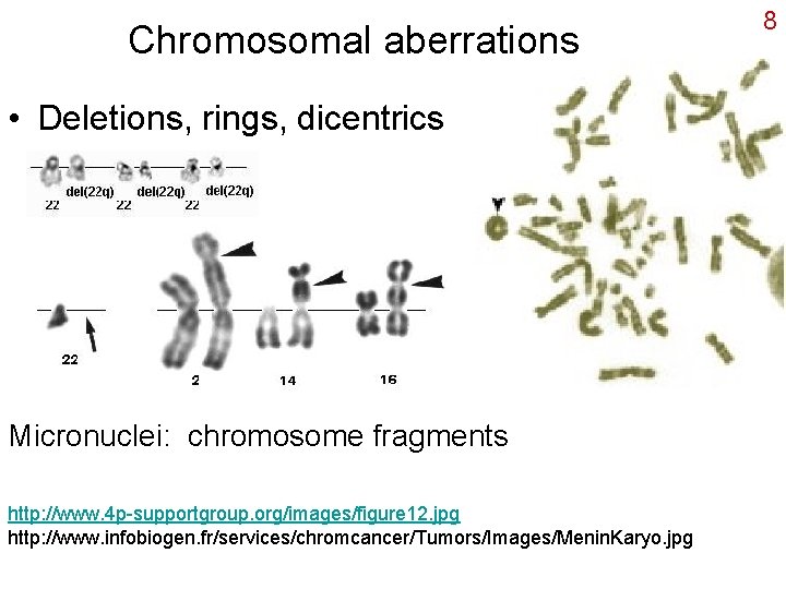 Chromosomal aberrations • Deletions, rings, dicentrics Micronuclei: chromosome fragments http: //www. 4 p-supportgroup. org/images/figure