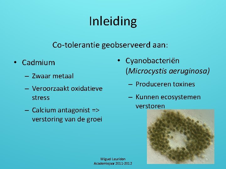 Inleiding Co-tolerantie geobserveerd aan: • Cyanobacteriën (Microcystis aeruginosa) • Cadmium – Zwaar metaal –