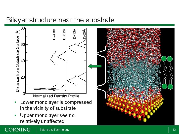Bilayer structure near the substrate • Lower monolayer is compressed in the vicinity of