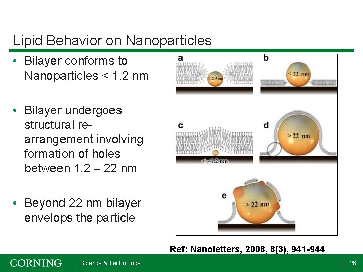 Lipid Behavior on Nanoparticles • Bilayer conforms to Nanoparticles < 1. 2 nm •