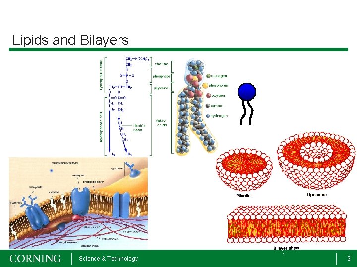 Lipids and Bilayers Science & Technology 3 